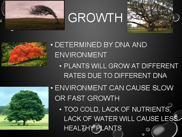 GROWTH • DETERMINED BY DNA AND ENVIRONMENT • PLANTS WILL GROW AT DIFFERENT RATES GROWTH • DETERMINED BY DNA AND ENVIRONMENT • PLANTS WILL GROW AT DIFFERENT RATES