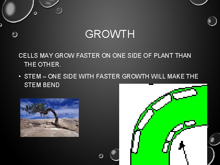 GROWTH CELLS MAY GROW FASTER ON ONE SIDE OF PLANT THAN THE OTHER. • GROWTH CELLS MAY GROW FASTER ON ONE SIDE OF PLANT THAN THE OTHER. •