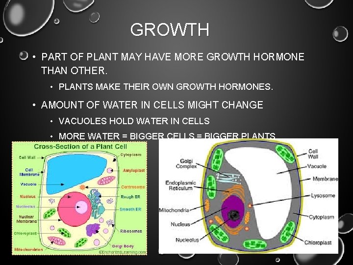 GROWTH • PART OF PLANT MAY HAVE MORE GROWTH HORMONE THAN OTHER. • PLANTS GROWTH • PART OF PLANT MAY HAVE MORE GROWTH HORMONE THAN OTHER. • PLANTS