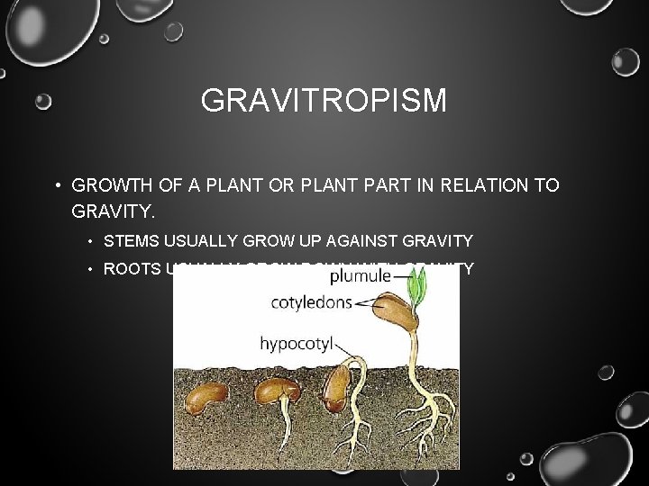 GRAVITROPISM • GROWTH OF A PLANT OR PLANT PART IN RELATION TO GRAVITY. • GRAVITROPISM • GROWTH OF A PLANT OR PLANT PART IN RELATION TO GRAVITY. •
