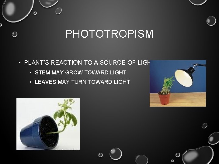PHOTOTROPISM • PLANT’S REACTION TO A SOURCE OF LIGHT. • STEM MAY GROW TOWARD PHOTOTROPISM • PLANT’S REACTION TO A SOURCE OF LIGHT. • STEM MAY GROW TOWARD