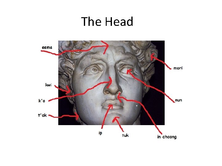 The Head 