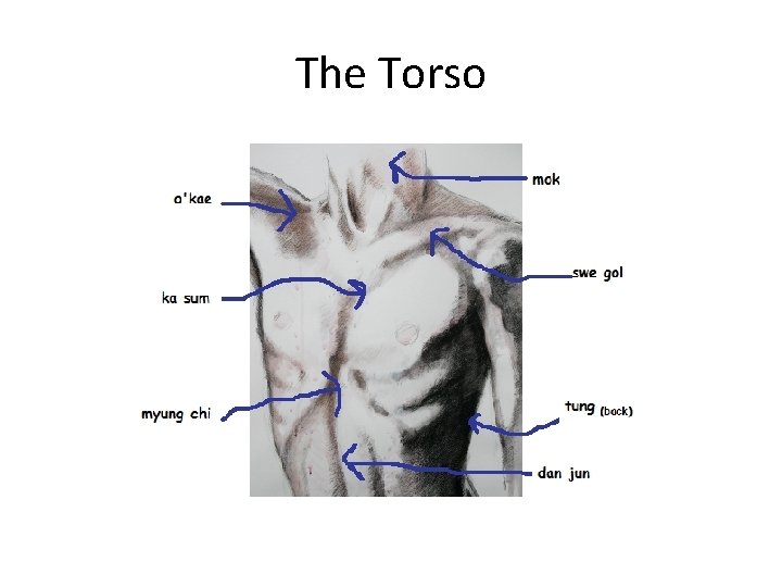 The Torso 