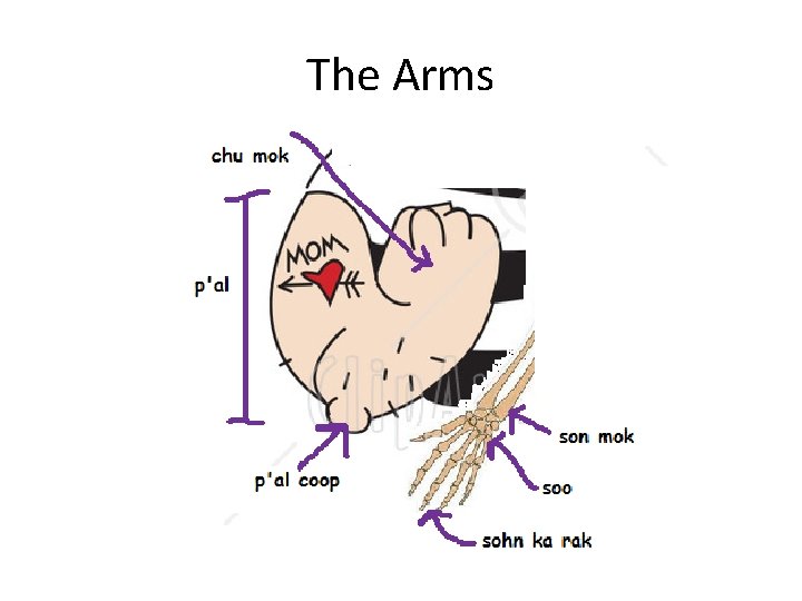 The Arms 