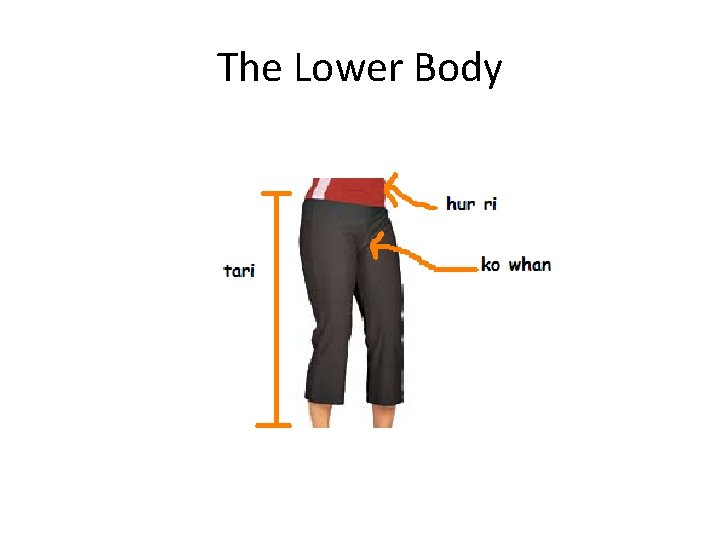 The Lower Body 
