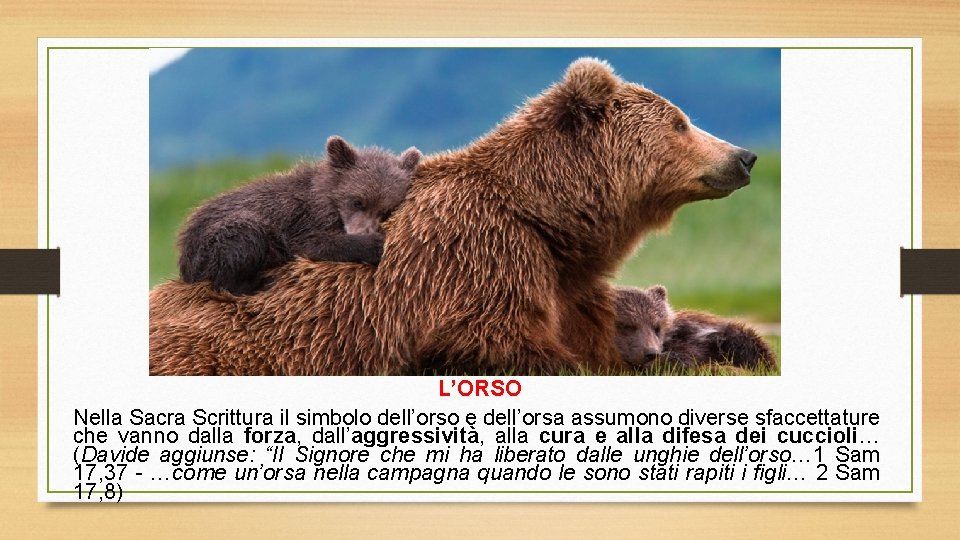 L’ORSO Nella Sacra Scrittura il simbolo dell’orso e dell’orsa assumono diverse sfaccettature che vanno