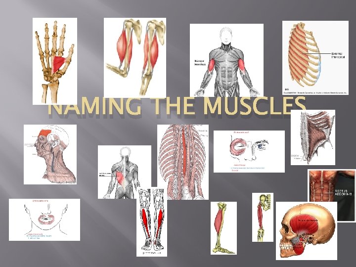 NAMING THE MUSCLES 