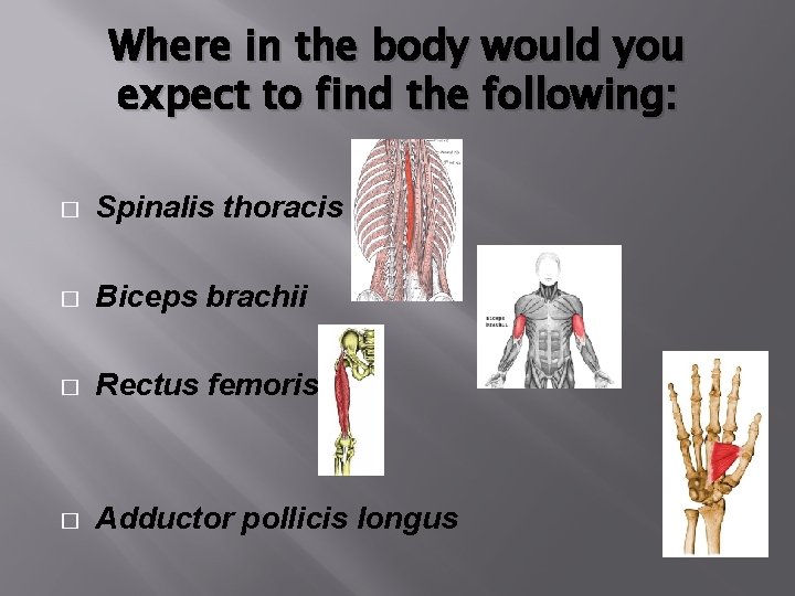 Where in the body would you expect to find the following: � Spinalis thoracis