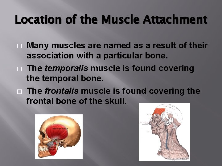 Location of the Muscle Attachment � � � Many muscles are named as a
