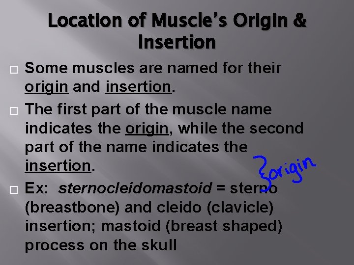 Location of Muscle’s Origin & Insertion � � � Some muscles are named for