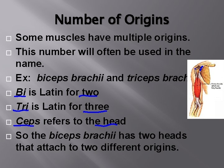 Number of Origins � � � � Some muscles have multiple origins. This number