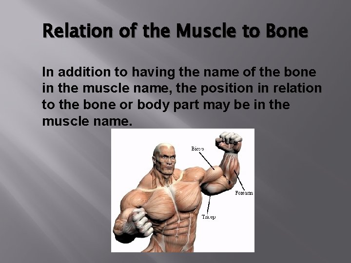 Relation of the Muscle to Bone In addition to having the name of the