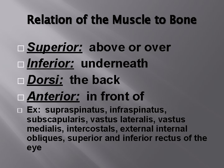 Relation of the Muscle to Bone � Superior: above or over � Inferior: underneath