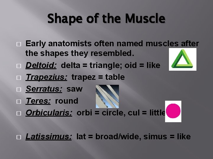 Shape of the Muscle � Early anatomists often named muscles after the shapes they