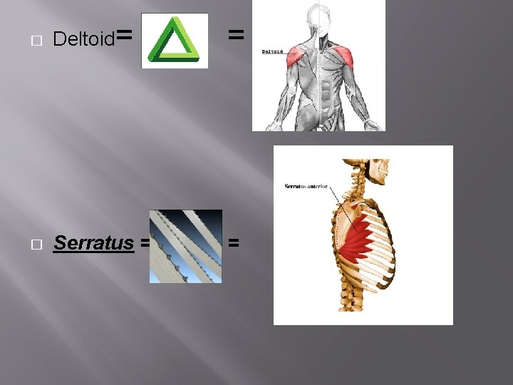 � Deltoid= = � Serratus = = 