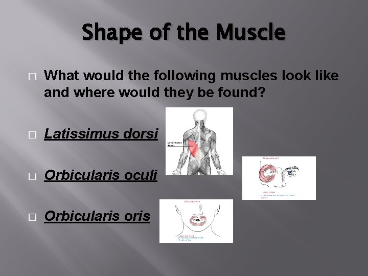 Shape of the Muscle � What would the following muscles look like and where