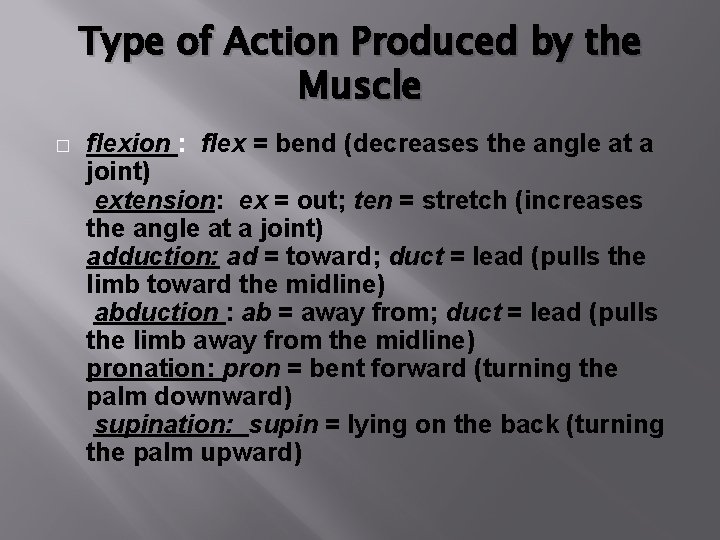 Type of Action Produced by the Muscle � flexion : flex = bend (decreases
