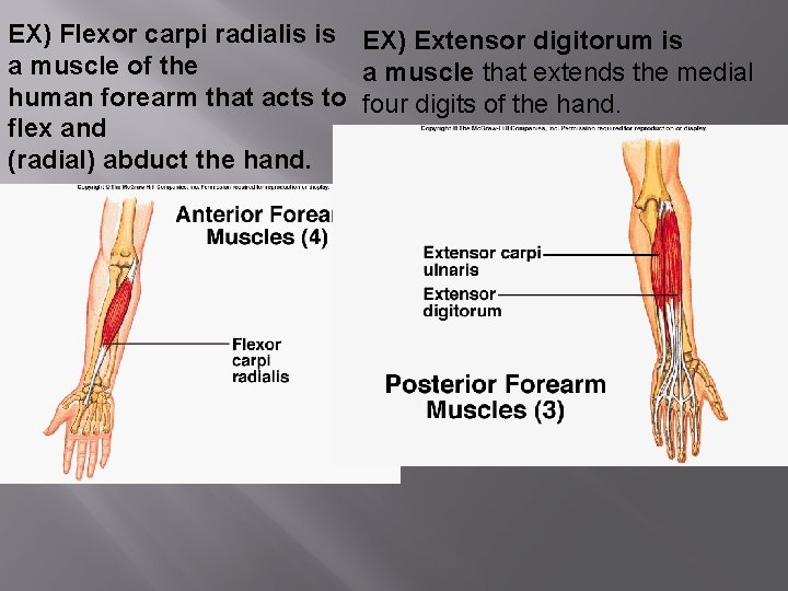 EX) Flexor carpi radialis is EX) Extensor digitorum is a muscle of the a