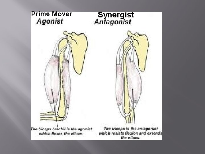 Prime Mover Synergist 