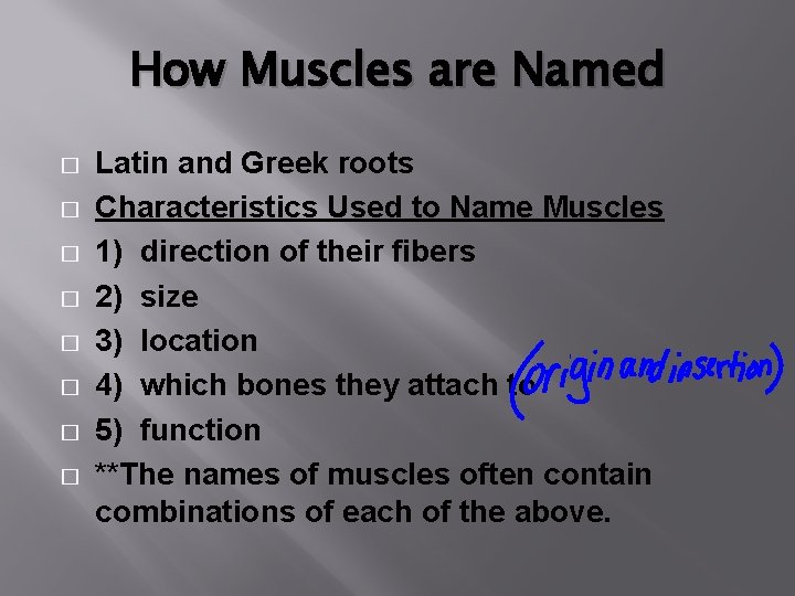 How Muscles are Named � � � � Latin and Greek roots Characteristics Used