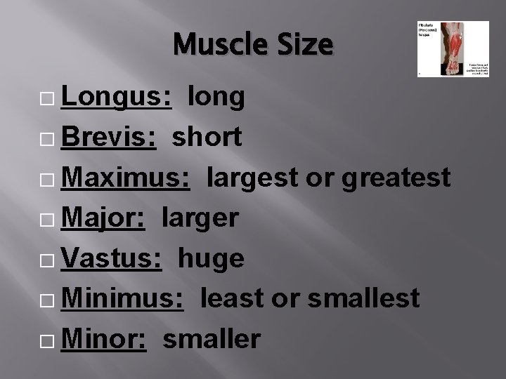 Muscle Size � Longus: long � Brevis: short � Maximus: largest or greatest �
