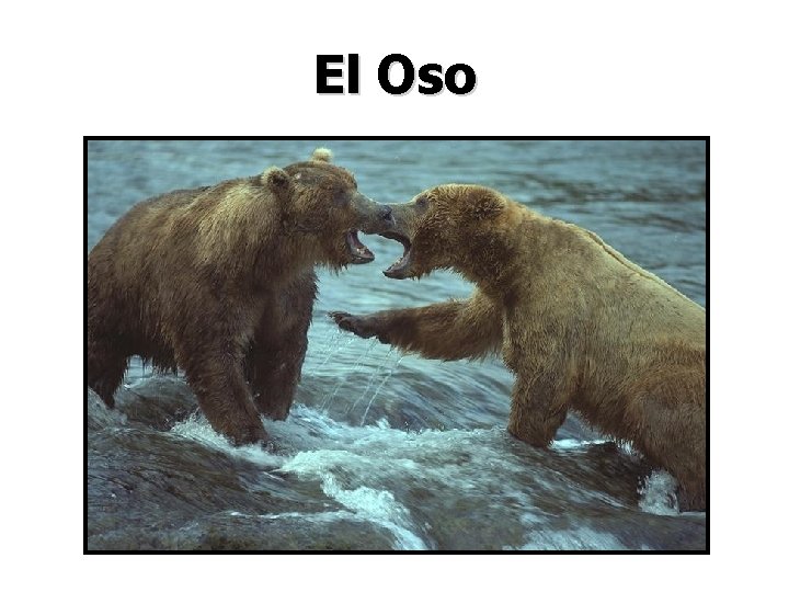 El Oso 