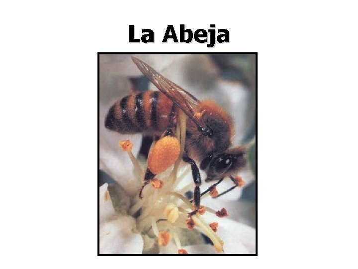 La Abeja 