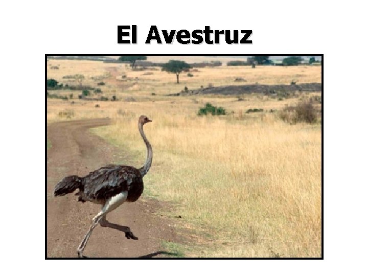 El Avestruz 