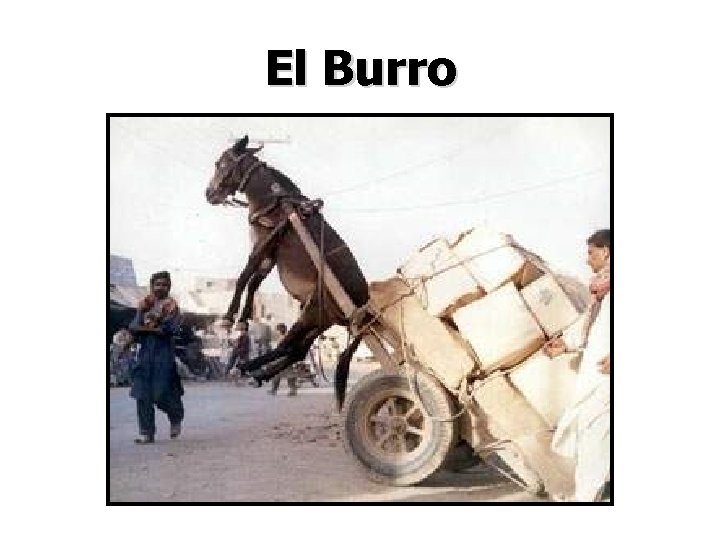 El Burro 
