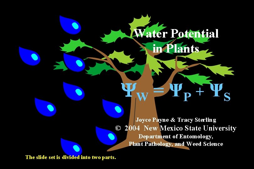 Water Potential in Plants YW = ΨP + ΨS Joyce Payne & Tracy Sterling Water Potential in Plants YW = ΨP + ΨS Joyce Payne & Tracy Sterling