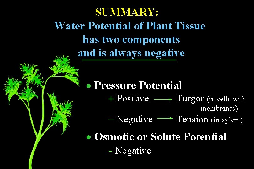 SUMMARY: Water Potential of Plant Tissue has two components and is always negative · SUMMARY: Water Potential of Plant Tissue has two components and is always negative ·