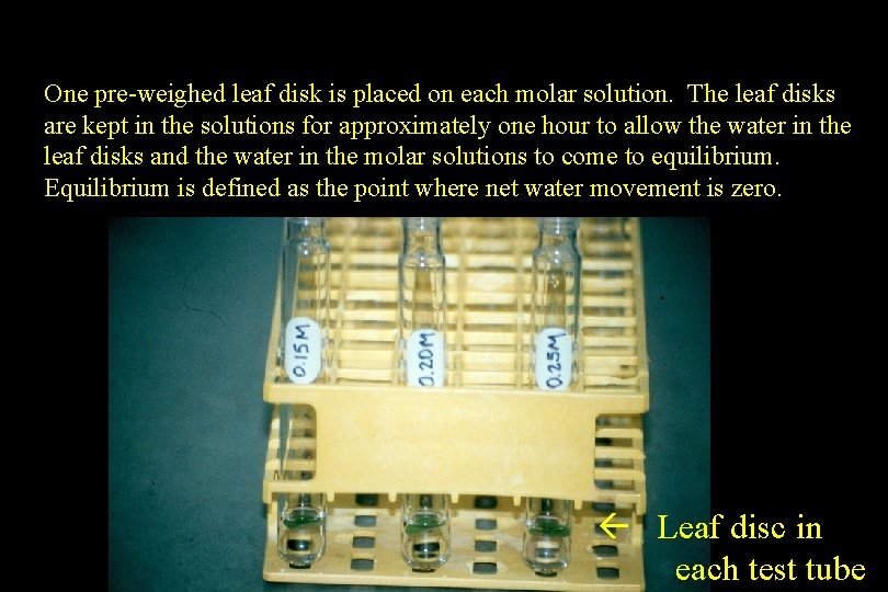 One pre-weighed leaf disk is placed on each molar solution. The leaf disks are One pre-weighed leaf disk is placed on each molar solution. The leaf disks are