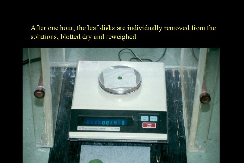 After one hour, the leaf disks are individually removed from the solutions, blotted dry After one hour, the leaf disks are individually removed from the solutions, blotted dry