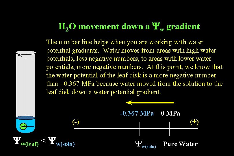 H 2 O movement down a Yw gradient The number line helps when you H 2 O movement down a Yw gradient The number line helps when you