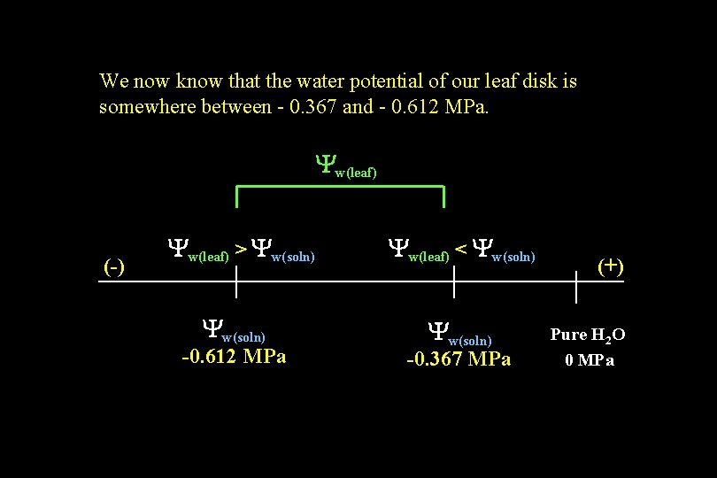 We now know that the water potential of our leaf disk is somewhere between We now know that the water potential of our leaf disk is somewhere between