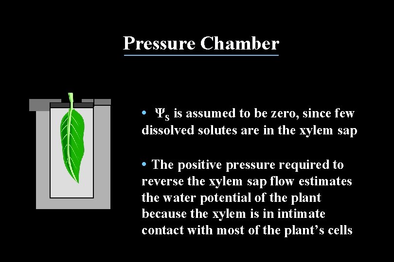 Pressure Chamber • ΨS is assumed to be zero, since few dissolved solutes are Pressure Chamber • ΨS is assumed to be zero, since few dissolved solutes are