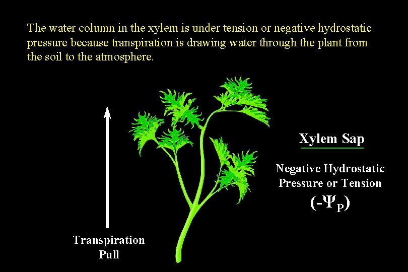 The water column in the xylem is under tension or negative hydrostatic pressure because The water column in the xylem is under tension or negative hydrostatic pressure because