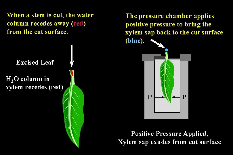 When a stem is cut, the water column recedes away (red) from the cut When a stem is cut, the water column recedes away (red) from the cut