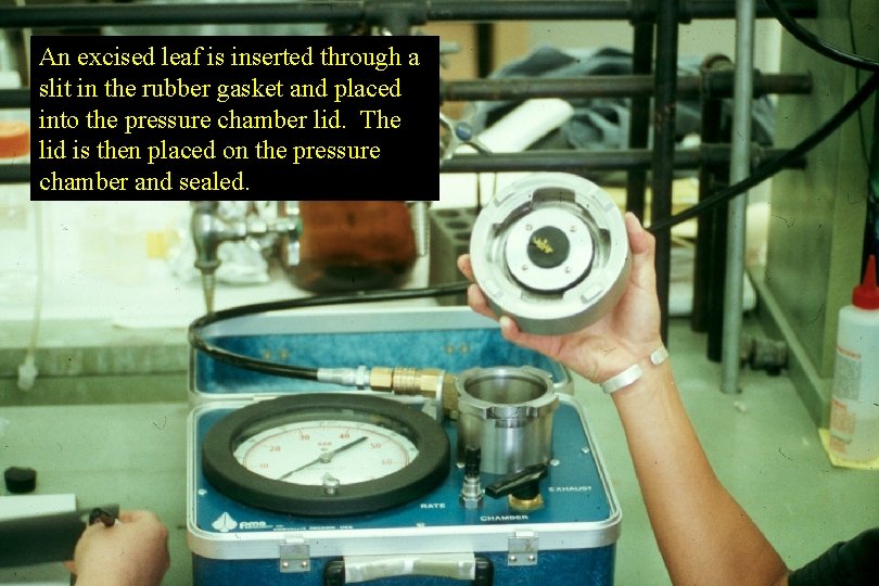 An excised leaf is inserted through a slit in the rubber gasket and placed An excised leaf is inserted through a slit in the rubber gasket and placed