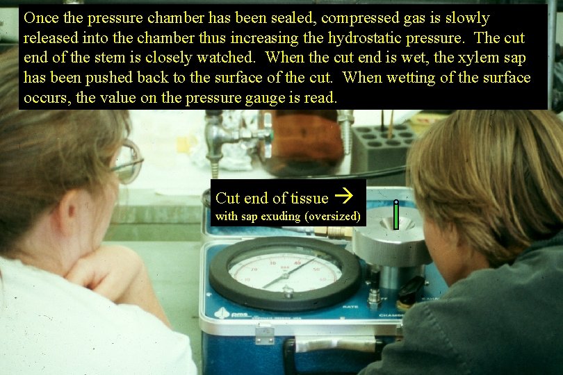 Once the pressure chamber has been sealed, compressed gas is slowly released into the Once the pressure chamber has been sealed, compressed gas is slowly released into the