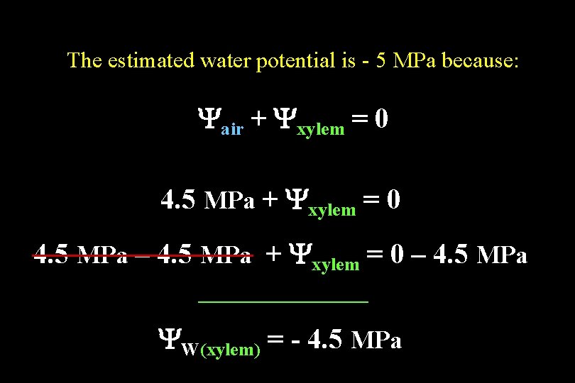 The estimated water potential is - 5 MPa because: Yair + Yxylem = 0 The estimated water potential is - 5 MPa because: Yair + Yxylem = 0