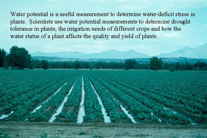 Water potential is a useful measurement to determine water-deficit stress in plants. Scientists use Water potential is a useful measurement to determine water-deficit stress in plants. Scientists use
