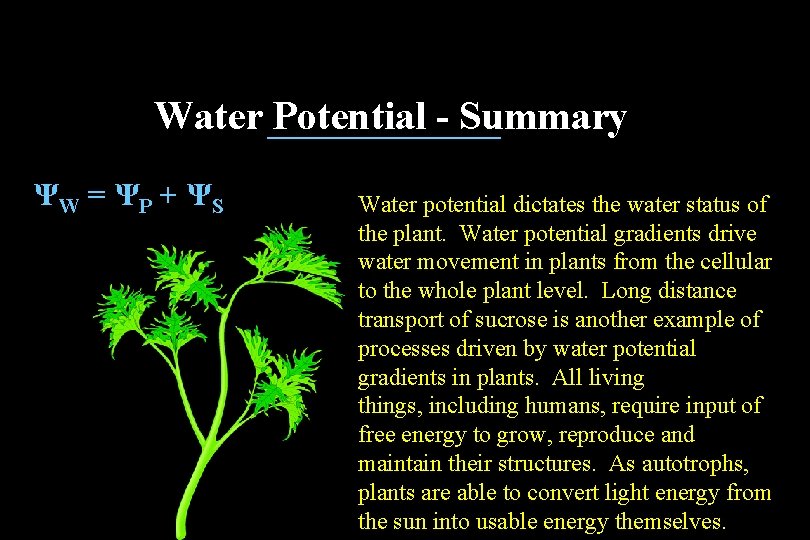 Water Potential - Summary ΨW = ΨP + ΨS Water potential dictates the water Water Potential - Summary ΨW = ΨP + ΨS Water potential dictates the water