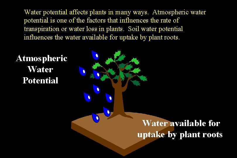 Water potential affects plants in many ways. Atmospheric water potential is one of the Water potential affects plants in many ways. Atmospheric water potential is one of the