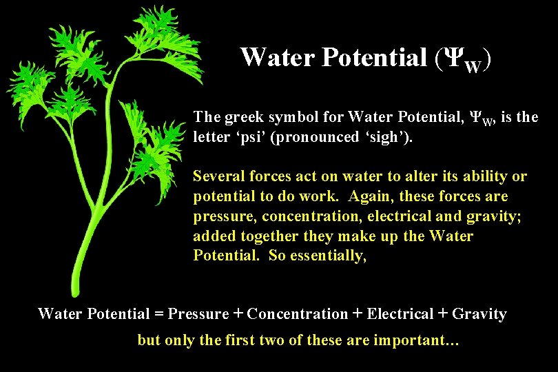Water Potential (ΨW) The greek symbol for Water Potential, ΨW, is the letter ‘psi’ Water Potential (ΨW) The greek symbol for Water Potential, ΨW, is the letter ‘psi’