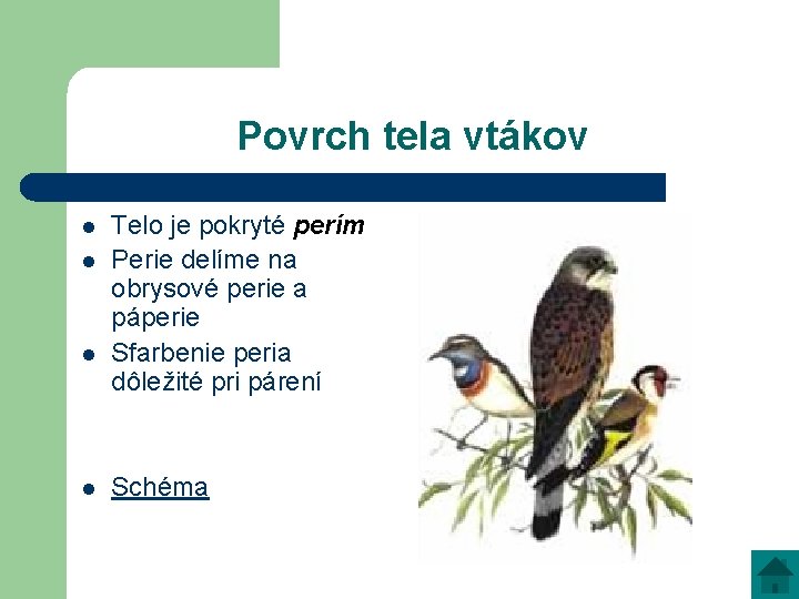 Povrch tela vtákov l l Telo je pokryté perím Perie delíme na obrysové perie