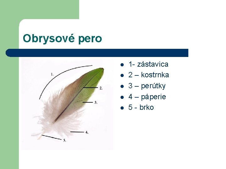 Obrysové pero l l l 1 - zástavica 2 – kostrnka 3 – perútky