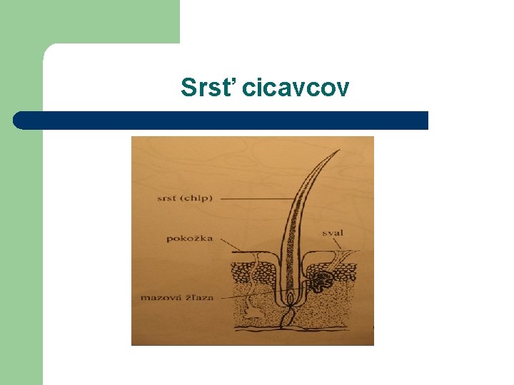 Srsť cicavcov 