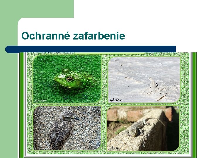 Ochranné zafarbenie 