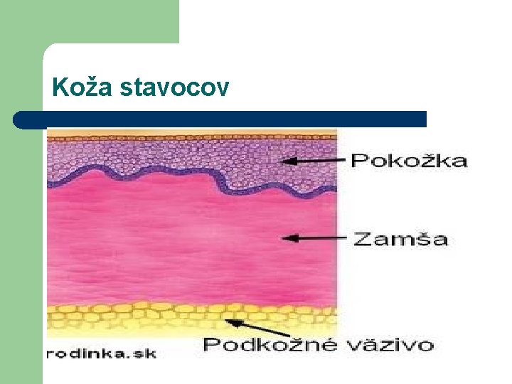 Koža stavocov 